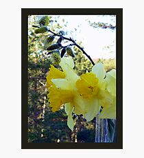 Easter Flowers Photographic Print