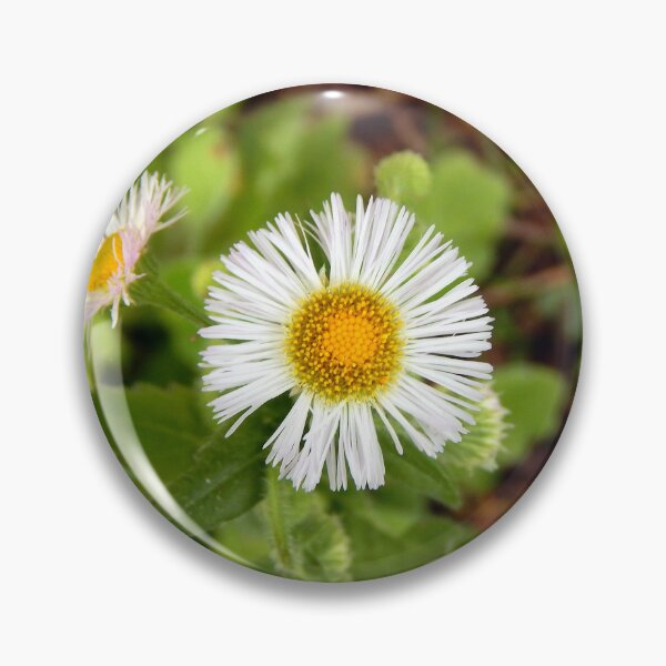 Item preview, Philadelphia Fleabane designed and sold by gistinker.