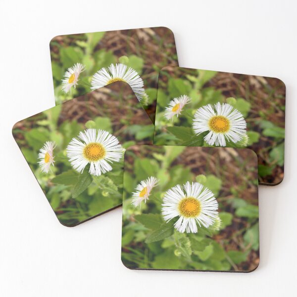 Item preview, Filadelfia Fleabane designed and sold by gistinker.