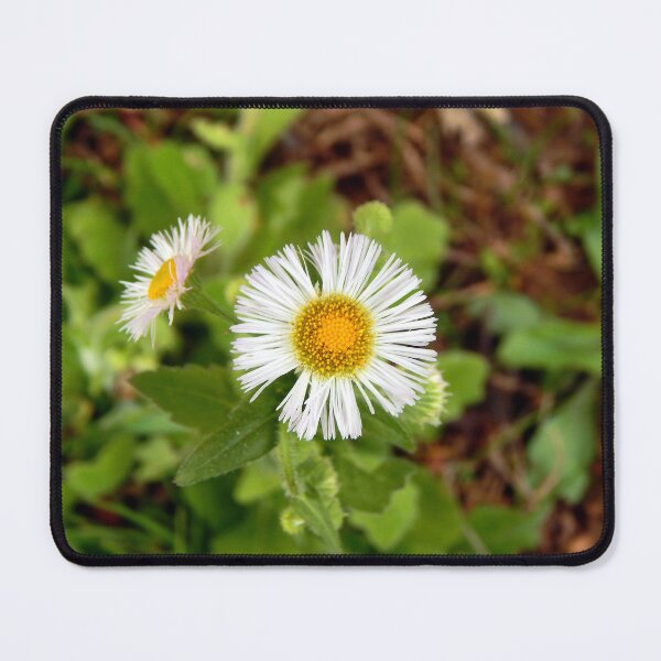 Item preview, Philadelphia Fleabane designed and sold by gistinker.
