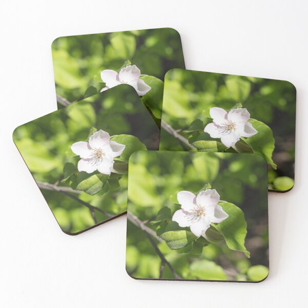 Item preview, A Single Quince Tree Bloom Amidst Velvety Green Leaves designed and sold by Georgia Mizuleva.