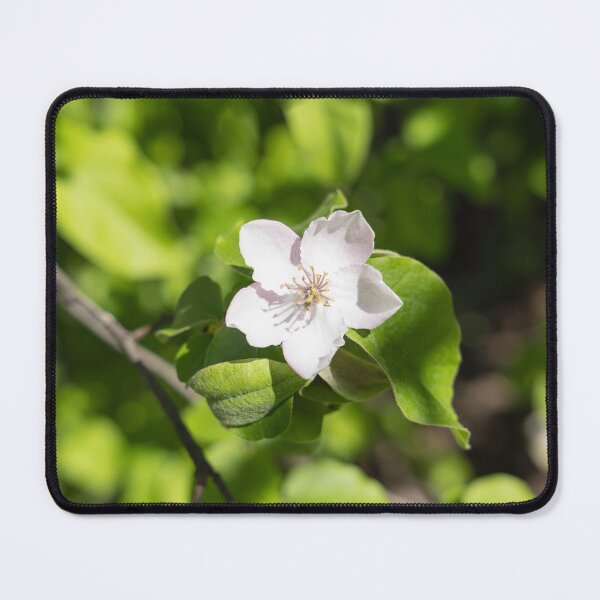 Item preview, A Single Quince Tree Bloom Amidst Velvety Green Leaves designed and sold by Georgia Mizuleva.