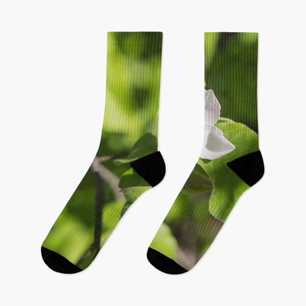 Item preview, A Single Quince Tree Bloom Amidst Velvety Green Leaves designed and sold by Georgia Mizuleva.
