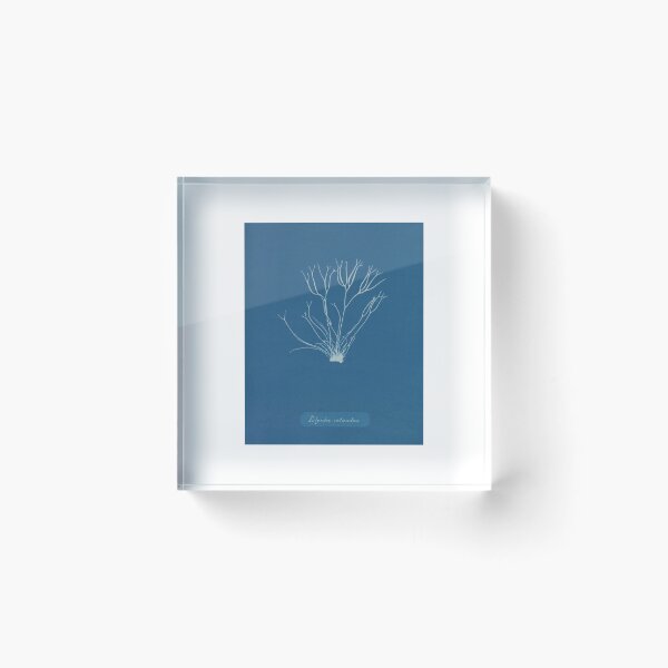 Item preview, Vintage - Cyanotypes of British Algae by Anna Atkins (1843) designed and sold by LunaMothDesigns.