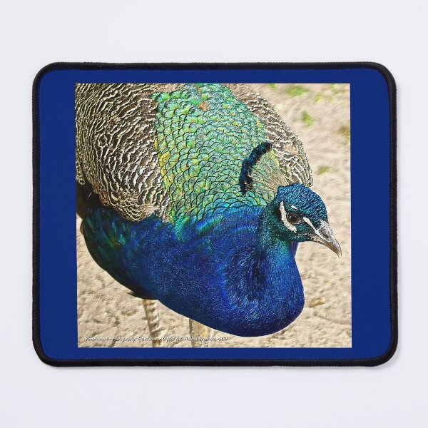 Item preview, EXOTIC ~ Blue Peacock iKefURb2 by David Irwin designed and sold by tasmanianartist.