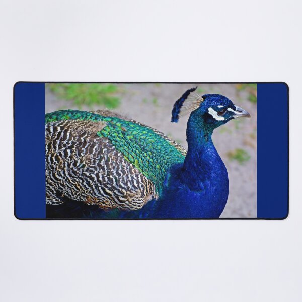 Item preview, EXOTIC ~ Blue Peacock iKefURb2 by David Irwin designed and sold by tasmanianartist.