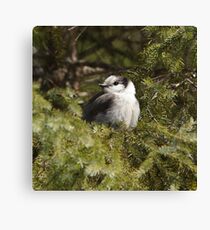 JayMe 02. Canvas Print