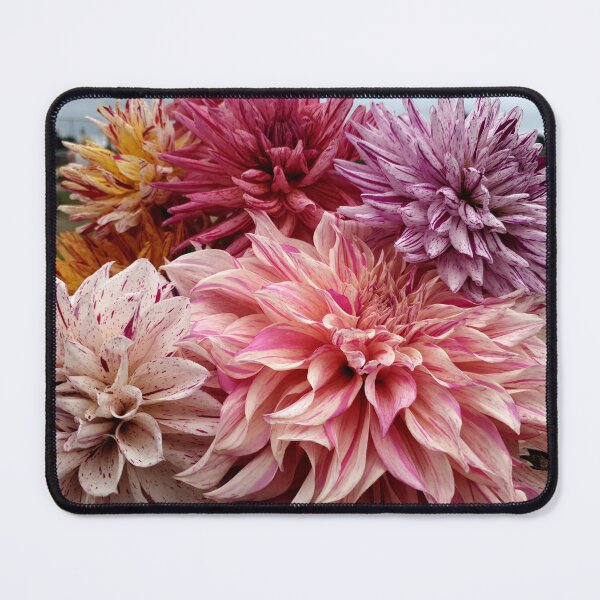 Item preview, Striped dahlia bundle  designed and sold by Gumbootgal.