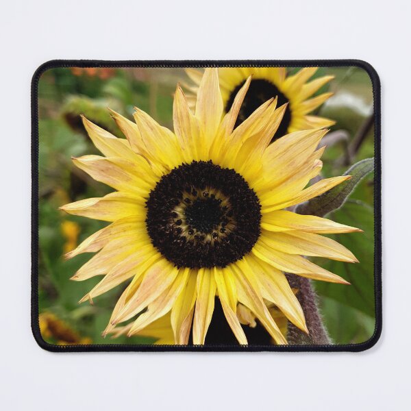 Item preview, Pale sunflower designed and sold by Gumbootgal.