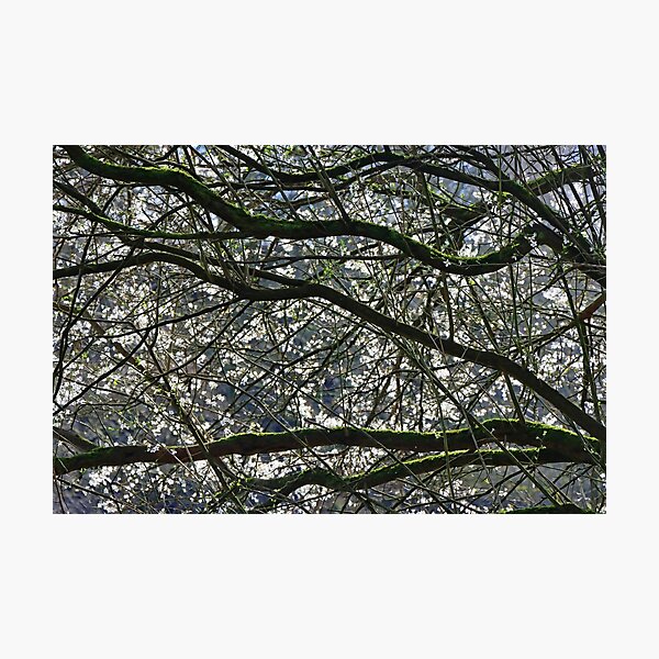 Item preview, SPRING WOODLAND designed and sold by MIKESCOTT.