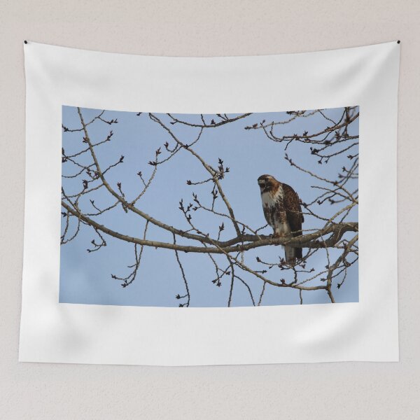 Item preview, Juvenile Borealis Red-Tailed Hawk designed and sold by Alyce Taylor.