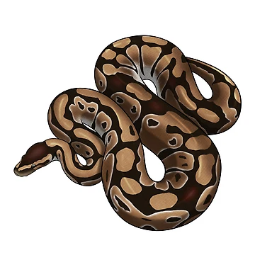 Artwork thumbnail, Ball Python by HauntedHerps