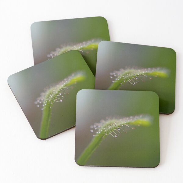 Item preview, Drosera And Water Droplets designed and sold by JMDesignHouse.