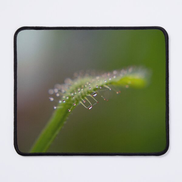 Item preview, Drosera And Water Droplets designed and sold by JMDesignHouse.