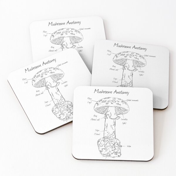 Item preview, Mushrooms of the Mid-Atlantic Coloring Page (no border): Anatomy of a Mushroom designed and sold by Cherie Brunetti.