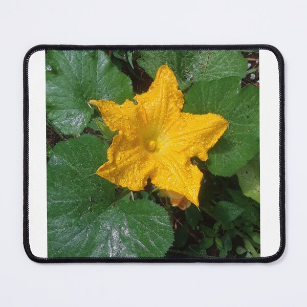 Item preview, A Rain Soaked Squash Blossom designed and sold by MtnAshMan.