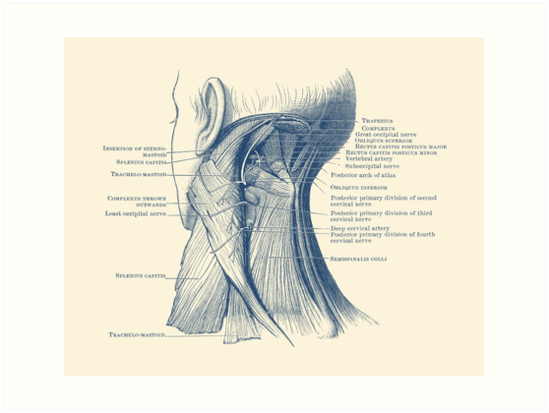 "Neck Muscular System Diagram" Art Print by VAposters | Redbubble