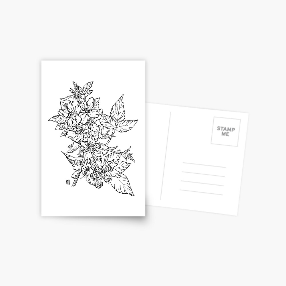 Blackberry - Black Line Postcard