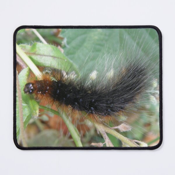 Item preview, Black and Orange Hairy Caterpillar Photograph designed and sold by naturegallery.