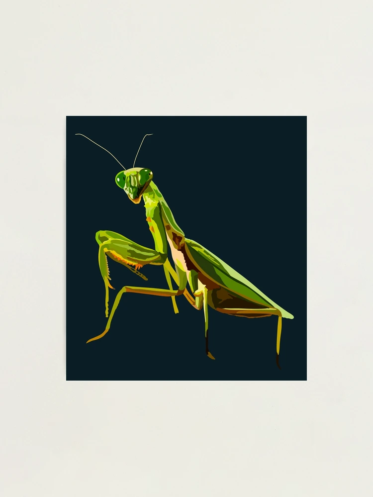 アビソ プレイング・マンティス5’4″ AVISO　PRAYING MANTIS Praying Mantis Insect Facts - A-Z Animals
