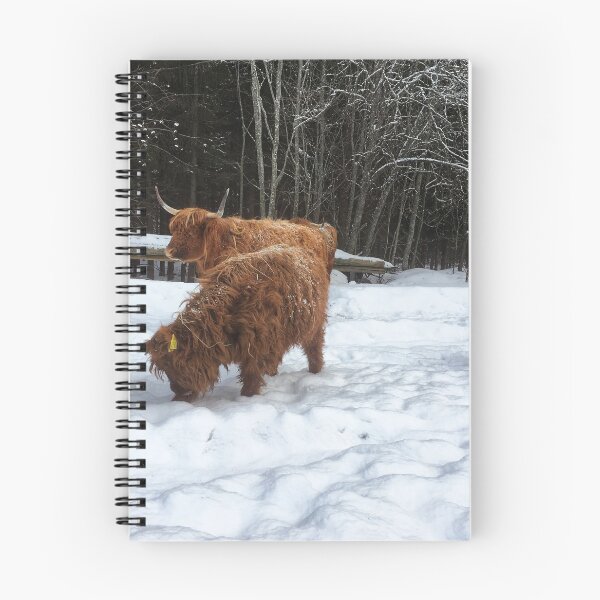 Item preview, Scottish Highland Cattle Calves 1690 designed and sold by SaarelaHighland.