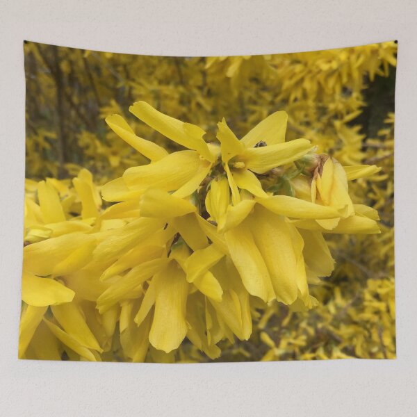 Item preview, Forsythia Blooms in the Spring designed and sold by CJRPics.