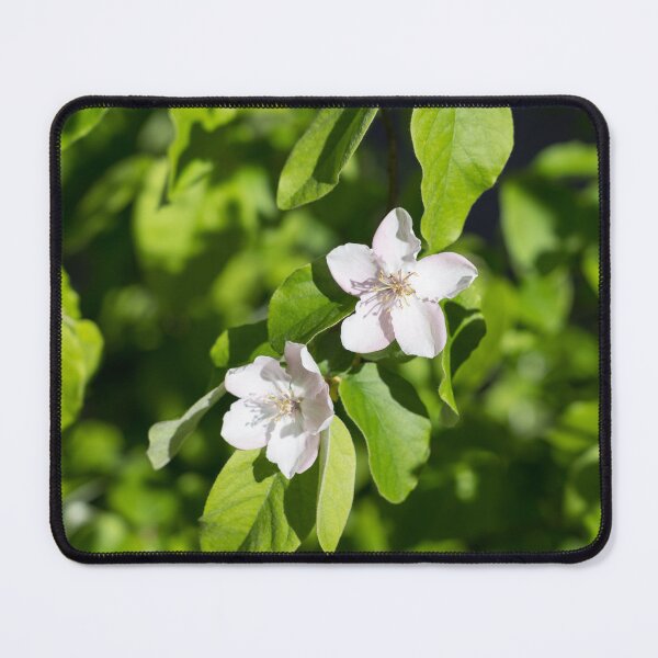 Item preview, Double Delight - Quince Tree Blossoms Amidst Velvety Green Leaves designed and sold by Georgia Mizuleva.