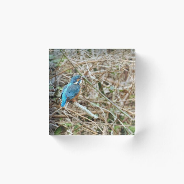 Artikelvorschau, Eisvogel entworfen und verkauft von Madcreat.