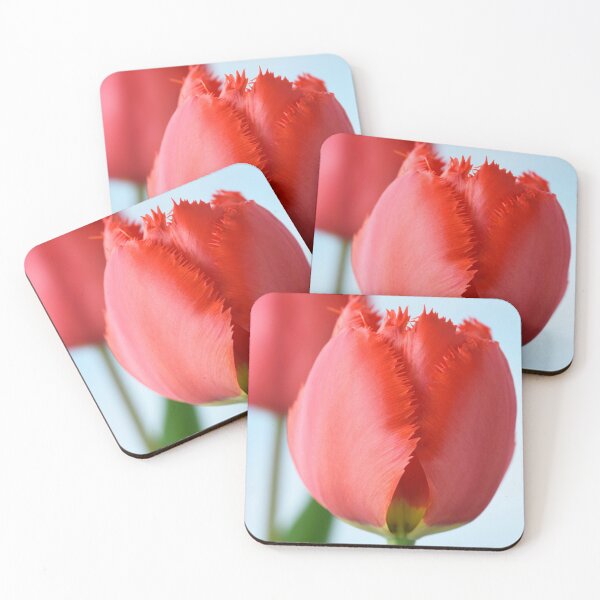 Item preview, Tulipa  'Crystal Beauty'   Fringed Tulip  designed and sold by Chris Burrows.