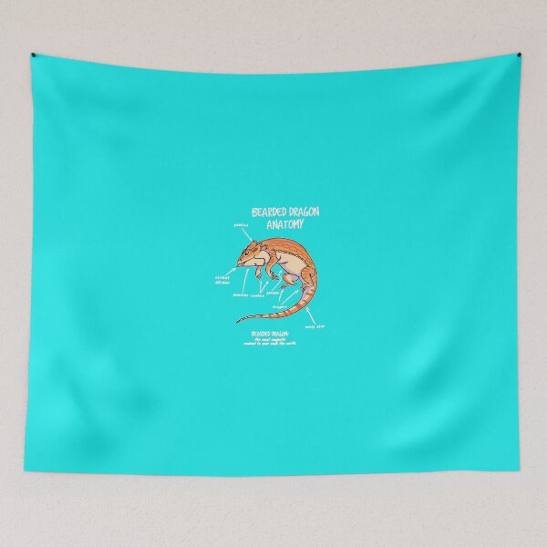 Item preview, Bearded Dragon Anatomy   designed and sold by AubreySwif.