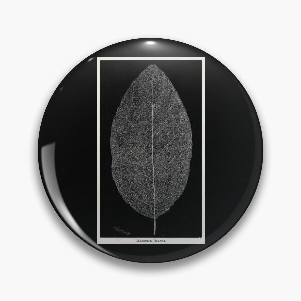 Item preview, Magnolia glauca. Great copyright free image from the book Phantom Flowers: A Treatise on the Art of Producing Skeleton Leaves (Boston: J. E. Tilton and Co., 1864).  designed and sold by LunaMothDesigns.