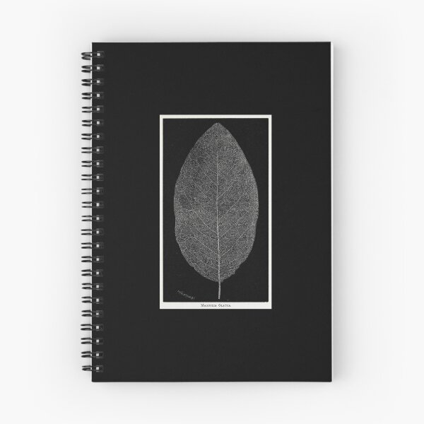 Item preview, Magnolia glauca. Great copyright free image from the book Phantom Flowers: A Treatise on the Art of Producing Skeleton Leaves (Boston: J. E. Tilton and Co., 1864).  designed and sold by LunaMothDesigns.