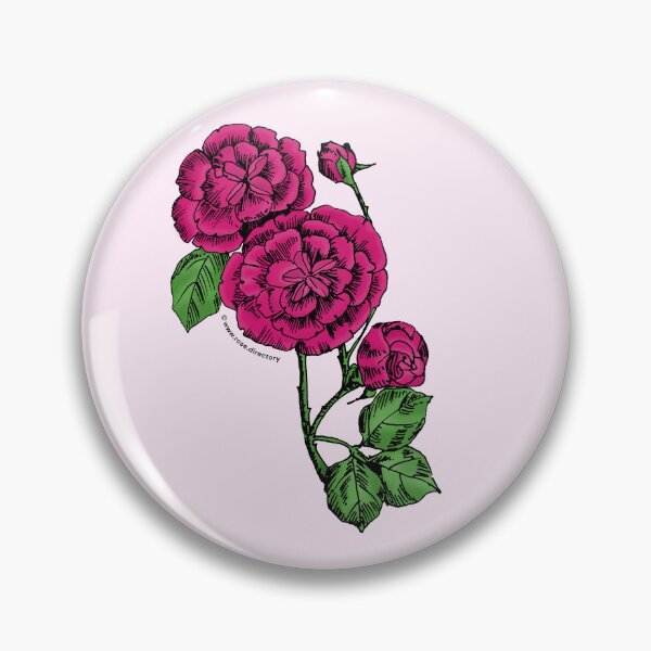 Item preview, Deep Pink Pompon Rose Bloom Double 16-25 Petals In 3+ Rows designed and sold by Rachael Taylor.