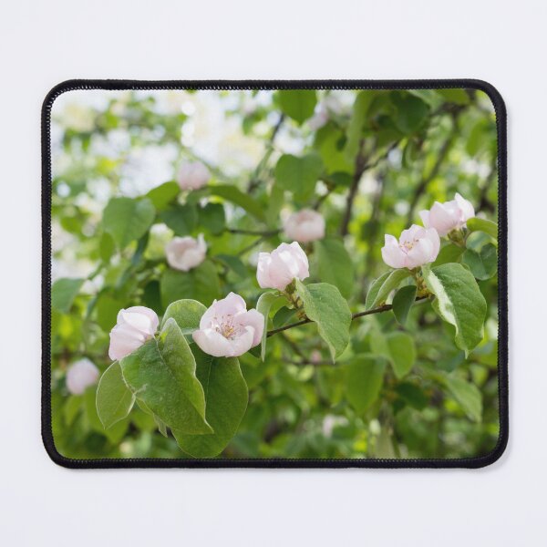 Item preview, Springtime Delight - Blossoming Quince Tree designed and sold by Georgia Mizuleva.