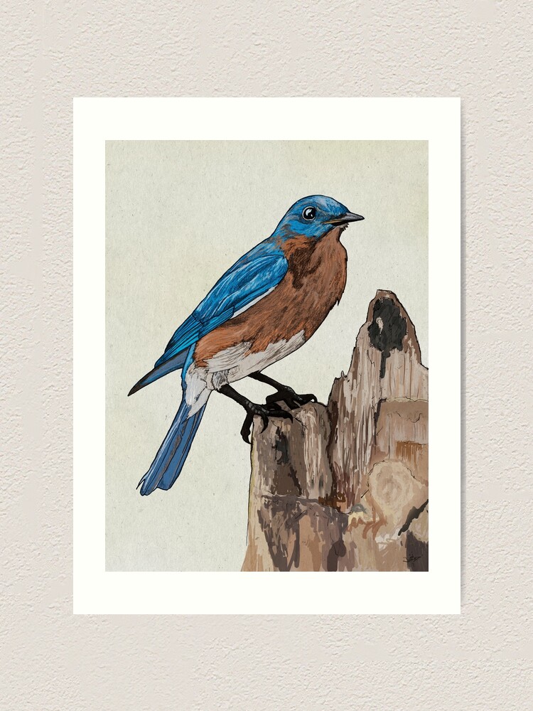 Alternate view of Eastern Bluebird Art Print