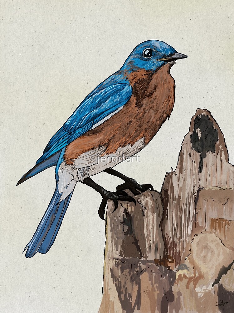 Eastern Bluebird by jerodart