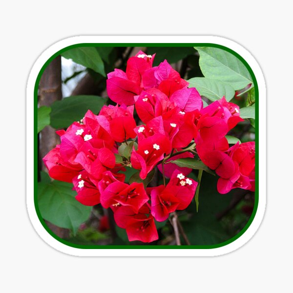 Red Bougainvillea Sticker