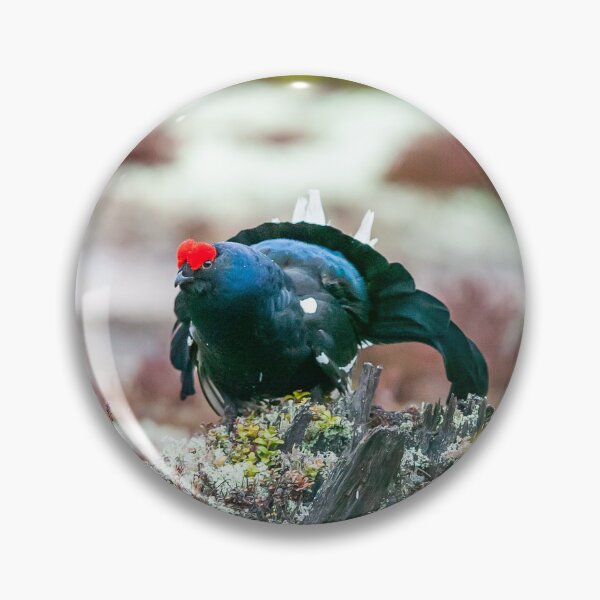 Item preview, Black grouse courting in the moss designed and sold by Ingo Gerlach.