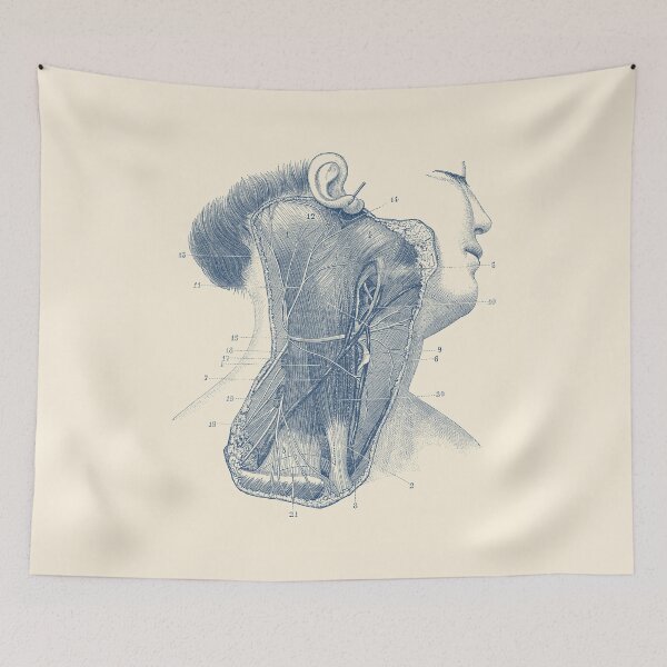Item preview, Circulatory System - Neck Diagram - Vintage Anatomy designed and sold by VAposters.