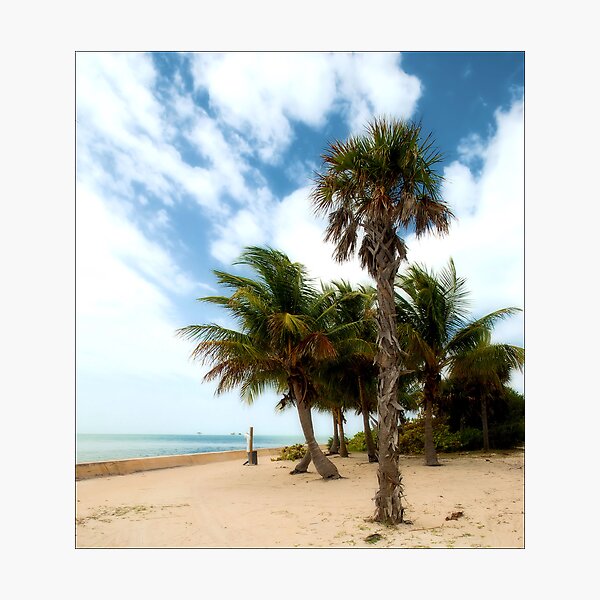Cabbage & the Coconut Photographic Print