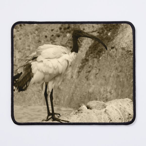 Item preview, Sacred Ibis Nature Lovers Tint Vertical designed and sold by eddiebarronshop.