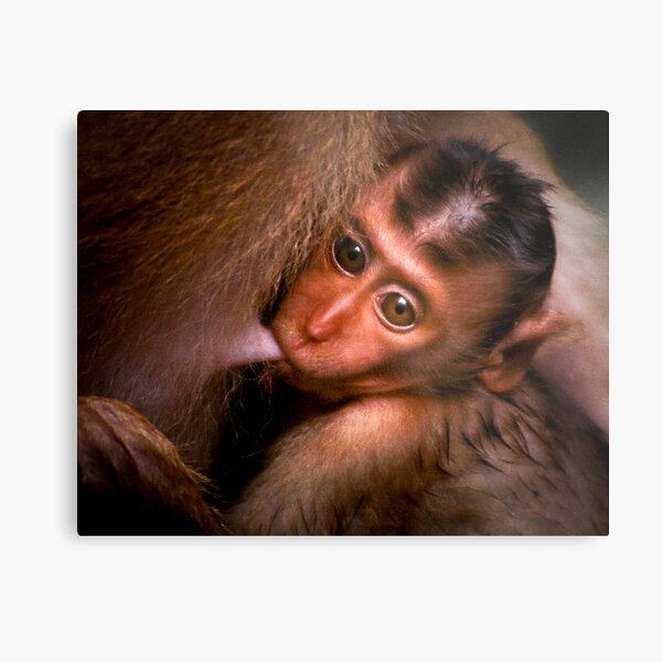 Meal time Metal Print