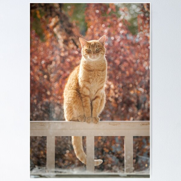 Item preview, A cute cat  designed and sold by Thestickersking.