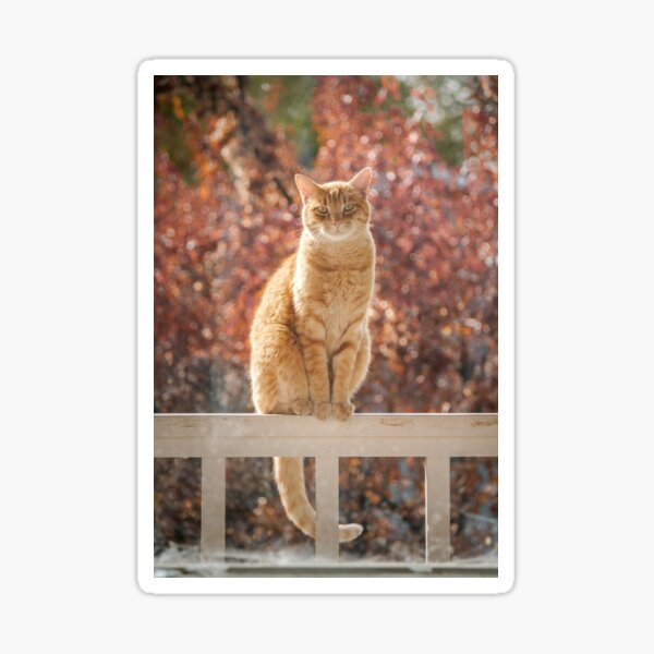 Item preview, A cute cat  designed and sold by Thestickersking.