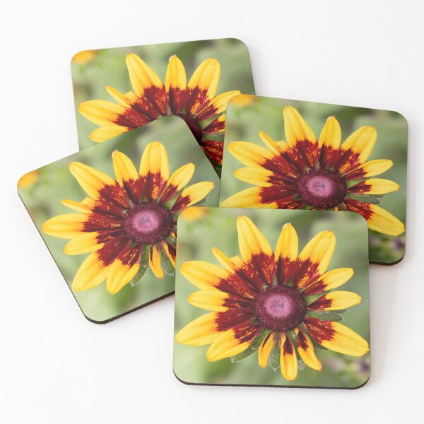 Aperçu de l'œuvre Fleur de Rudbeckia Hirta créée et vendue par Tanya C Smith.