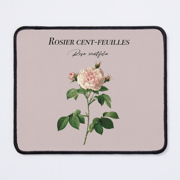 Item preview, Hundred-leaf rose bush designed and sold by Aginwulf.