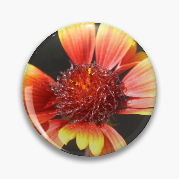 Item preview, Gaillardia Isolated on Black designed and sold by taiche.