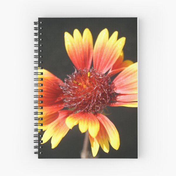 Item preview, Gaillardia Isolated on Black designed and sold by taiche.