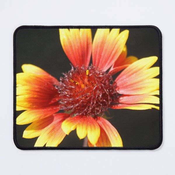 Item preview, Gaillardia Isolated on Black designed and sold by taiche.