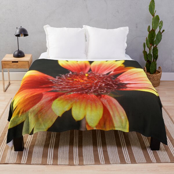 Item preview, Gaillardia Isolated on Black designed and sold by taiche.